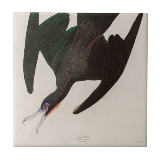 Carreau Frigate Pelican Birds of America Audubon Imprimer (Devant)