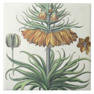 Carreau Fritillaire : Classe de florum d'Imperialis de