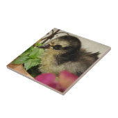 Carreau Frizzle Chick (Côté)