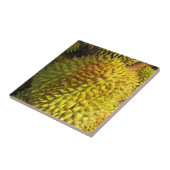 Carreau Fruit durian (Côté)