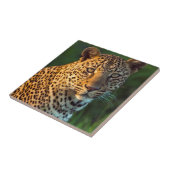 Carreau Full-Grown Cub (Côté)