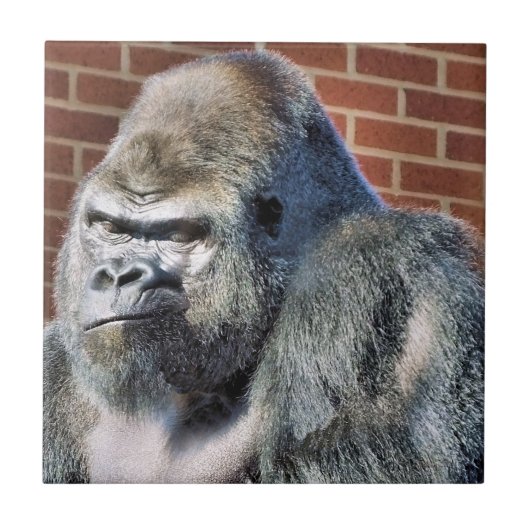 CARREAU FUNNY GORILLA (Devant)