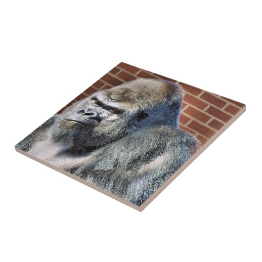 CARREAU FUNNY GORILLA (Côté)