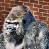 CARREAU FUNNY GORILLA