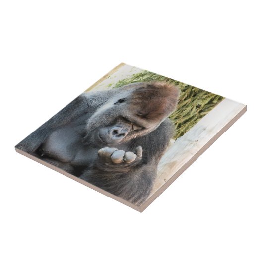 CARREAU FUNNY GORILLA (Côté)