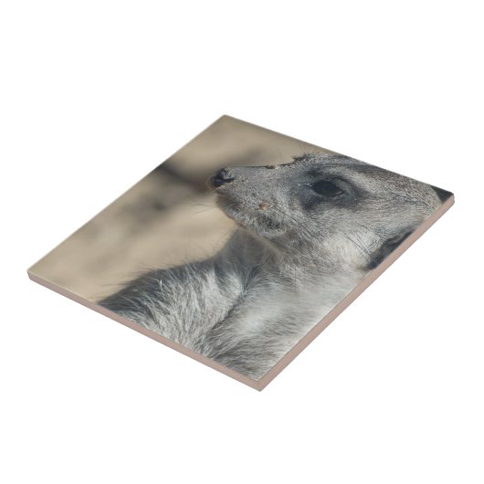 Carreau Funny Meerkat (Côté)