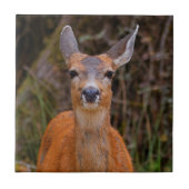 Carreau Funny Young Blacktail Deer sourit à un photographe (Devant)