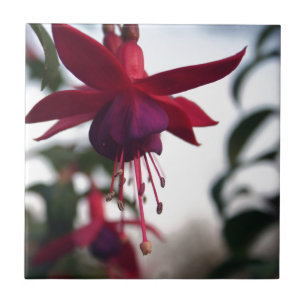 Carreau Fuschia