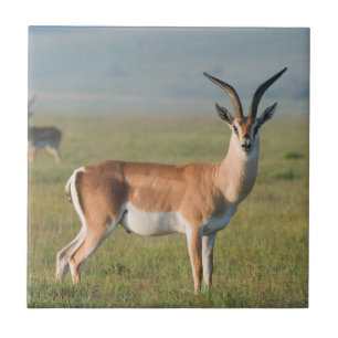 Carreau Gazelle de Grant, cratère du Ngorongoro, Ngorongor