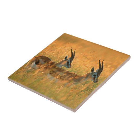 Carreau Gazelle de Thomson (Côté)