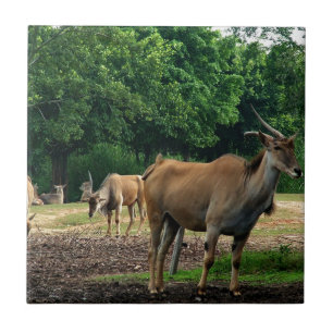 Carreau Gazelle, zoo d'animaux sauvages, 羚.