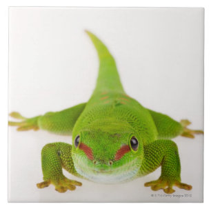 Carreau Gecko de jour du Madagascar (madagascariensis de