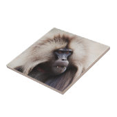 Carreau Gelada Baboon, Éthiopie (Côté)