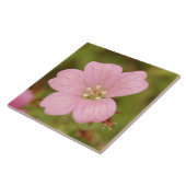 Carreau Géranium sauvage rose (Côté)