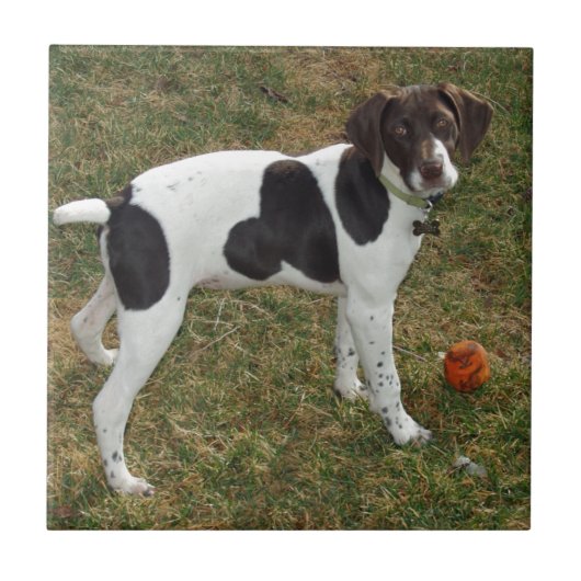 Carreau German_short_haired_pointer_puppy (Devant)