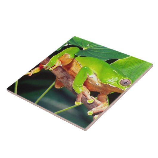 Carreau Giant Bicolor Monkey Treefrog, Phyllomedusa (Côté)