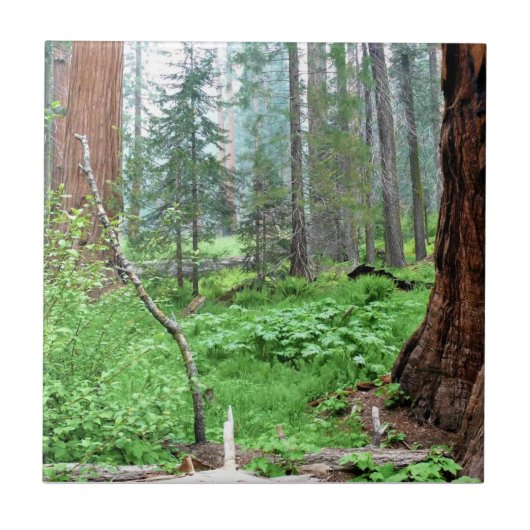Carreau Giant Sequoias in Grant Grove, CA (Devant)