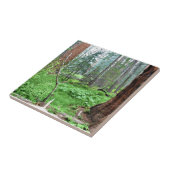 Carreau Giant Sequoias in Grant Grove, CA (Côté)