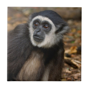 Carreau Gibbon à mains blanches (Hylobates Lar), Monkeylan