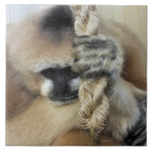 CARREAU GIBBON MONKEY (Devant)