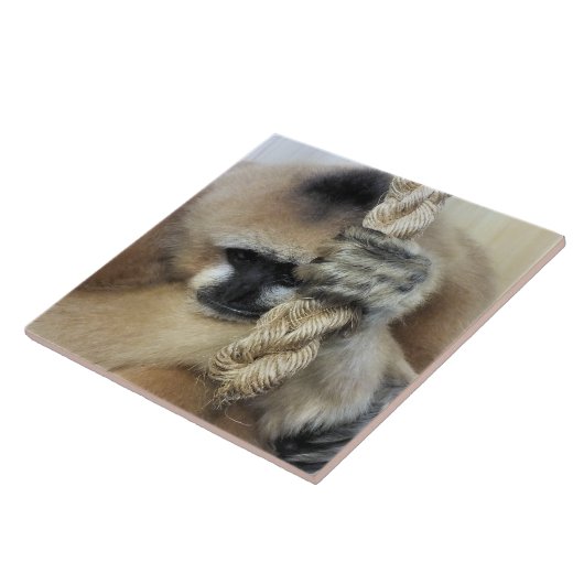 CARREAU GIBBON MONKEY (Côté)