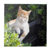 Carreau Gingembre et chat blanc (Devant)