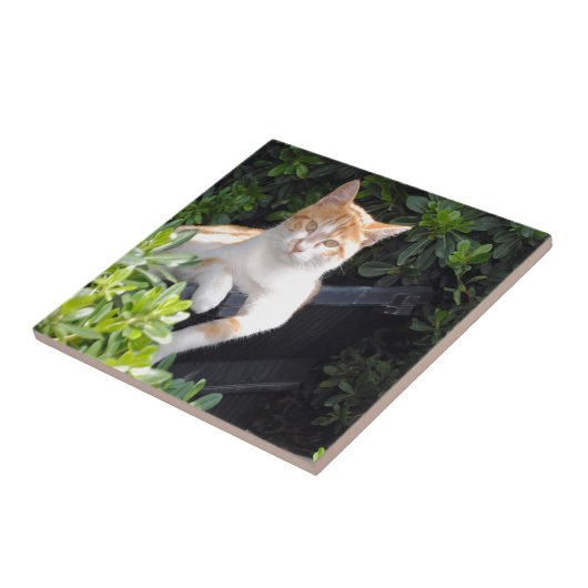 Carreau Gingembre et chat blanc (Côté)