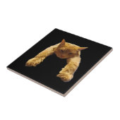 Carreau Gingembre Lazy Chat, Carrelage en céramique (Côté)