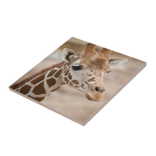 Carreau Girafe (Côté)