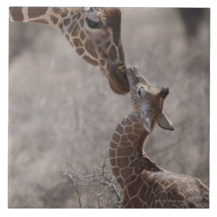 Carreau Girafe, Kenya, Afrique
