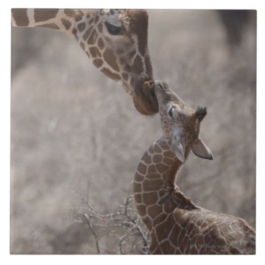 Carreau Girafe, Kenya, Afrique (Devant)