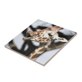 Carreau Girafe réticulée au visage drôle, San Francisco (Côté)