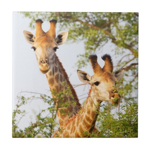 Carreau Girafes dépassant de la végétation (Devant)