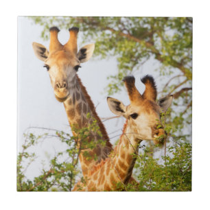 Carreau Giraffes Pékin au-dessus de la végétation