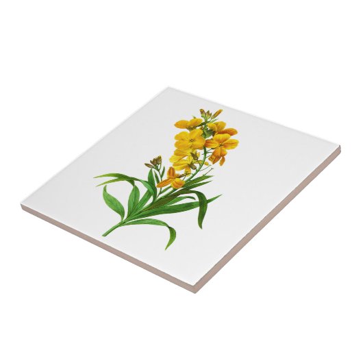 Carreau Giroflee Jaune par Pierre Joseph Redoute (Côté)