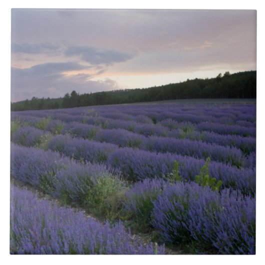 Carreau Gisement de lavande au coucher du soleil (Devant)