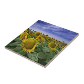 Carreau Gisements de tournesol de la Californie (Côté)