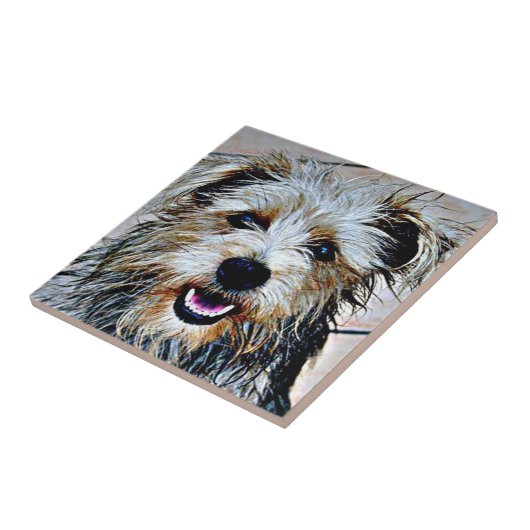 Carreau Glen of Imaal Terrier (Côté)