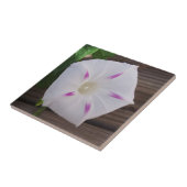 Carreau Gloire du matin (Côté)