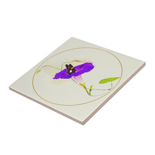 Carreau Gloire du matin et papillon (Côté)