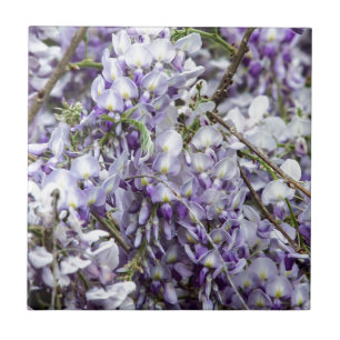 Carreau Glycine