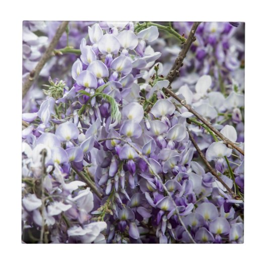 Carreau Glycine (Devant)