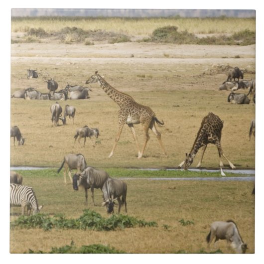 Carreau Gnoux, Zèbres et Girafes (Devant)