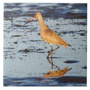 Carreau Godwit marbré dans le Pacifique