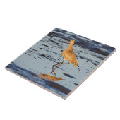 Carreau Godwit marbré dans le Pacifique (Côté)