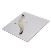 Carreau Goéland volant (Côté)