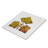 Carreau Golden Oak Leaf (Côté)