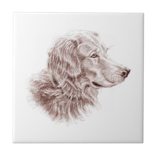 Carreau Golden Retriever (Devant)