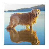 Carreau Golden retriever (Devant)