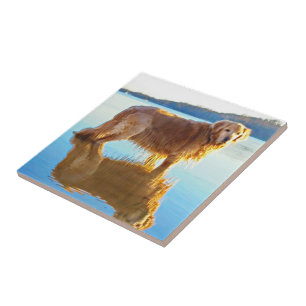 Carreau Golden retriever
